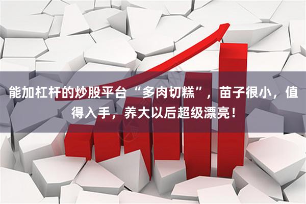 能加杠杆的炒股平台 “多肉切糕”，苗子很小，值得入手，养大以后超级漂亮！