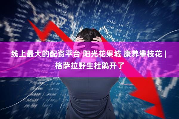 线上最大的配资平台 阳光花果城 康养攀枝花 | 格萨拉野生杜鹃开了